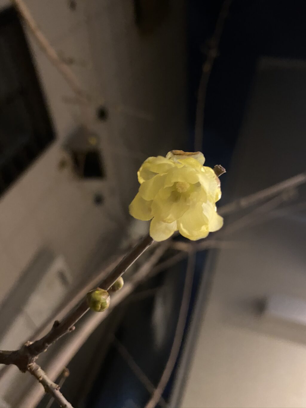 【ロウバイ】冬の寂しい時期に可愛く開花するシンボルツリー