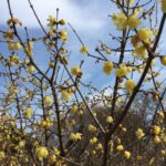 【ロウバイ】冬の寂しい時期に可愛く開花するシンボルツリー