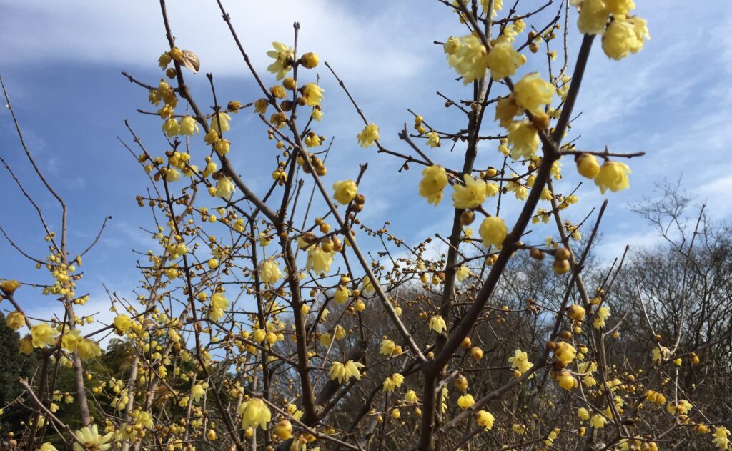 【ロウバイ】冬の寂しい時期に可愛く開花するシンボルツリー