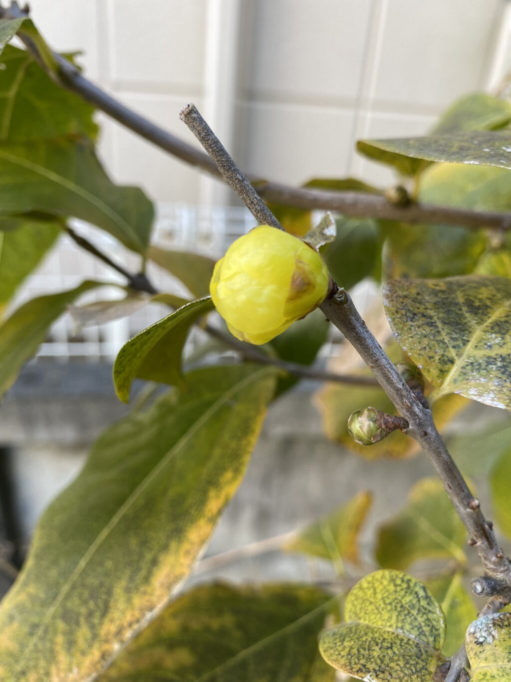 【ロウバイ】冬の寂しい時期に可愛く開花するシンボルツリー