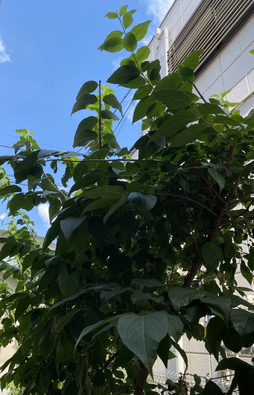 【ロウバイ】冬の寂しい時期に可愛く開花するシンボルツリー